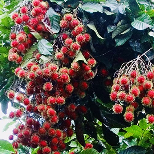 Grafted Rambután Tropical Fruit Seedling, Grafted Rambután Plant, Fully Grown Grafted Rambután Plant, Live Grafted Rambután Plant, Grafted Rambután Seedling for Planting