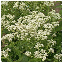 Everwilde Farms - 1 Lb Boneset Native Wildflower Seeds - Gold Vault