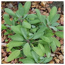 Everwilde Farms - 1 Lb Organic Broadleaf Sage Herb Seeds - Gold Vault Packet