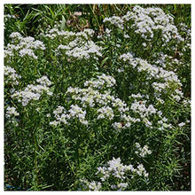 Everwilde Farms - 1 Lb Mountain Mint Native Wildflower Seeds - Gold Vault