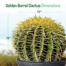 Cactus Outlet - Golden Barrel Cactus Plant - Barrel Cactus Plants Live - 10 Gal (12x17) - Landscape Ready Barrel Cactus Plants Live Delivered Right to Your Door - Live Plants Outdoor