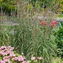 Outsidepride Perennial Andropogon Big Bluestem Grass Seed - 25 lbs. Warm Season, Drought Resistant, Native Prairie Grass Seed, Ideal for Erosion Control, Ornamental Landscaping & Wildlife Gardens