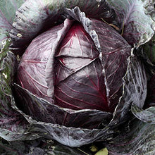Mountain Valley Seed Company Organic Red Acre Cabbage Seeds - 25 Lb Bulk, Heirloom, Non-GMO Green, Red