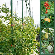 16mm Heavy Duty Garden Trellis for Climbing Plants, Plant Support Structures, Raised for Tomato, Cucumber, Squash, Melon, Beans