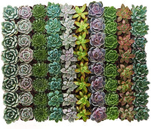 Shop Succulents | Wedding Collection | Bulk Rosette Succulent Plants Live | Mini Echeveria Succulents Rooted in 2 Inch Pots for Favors, Bouquets, and Decor