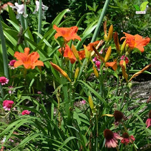 Votaniki Alabama Jubilee Daylily Top Size Root, Fiery Red Orange 7 Inch Fragrant Flowers, 30 Inch Summer Perennial for Sunny Borders, Containers and Pollinator Gardens