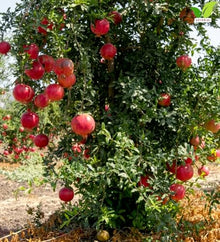 Votaniki Surh Anor Pomegranate Tree 3 Gallon Cold Hardy Live Fruiting Plant 2 to 3 Ft Tall with Sweet Flavorful Fruit for Outdoor Gardens Patio Containers and Orchards (Pack of 3)