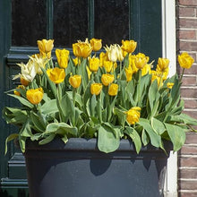 1,000 Bulbs - Bulk Yellow Tulips Flower Bulbs - 1,000 Bulbs per Pack - Good as Cut Flowers - Easy to Grow Live Plants - Outdoor Garden