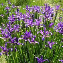 Dutch Iris ‘Telstar’ – Top-Size Bulbs for Fall Planting | Deep Blue Petals with Vibrant Yellow Accents, Hardy Dutch Variety Ideal for Borders, Beds, and Bright Spring Garden Color Displays