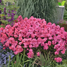 Votaniki Glamour Girl Tall Garden Phlox #1 Size Root, Hot Coral Pink Flowers, Dark Purple Stems, 32 Inch Summer Perennial for Sunny Borders, Pollinator and Cut Flower Gardens