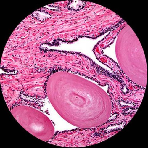 AmScope T120A Trinocular Compound Microscope 40X-1600X LED