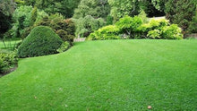 TLC Tall Fescue Grass Seed Blend (50 Lbs.)