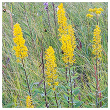 Everwilde Farms - 1 Lb Showy Goldenrod Native Wildflower Seeds - Gold Vault