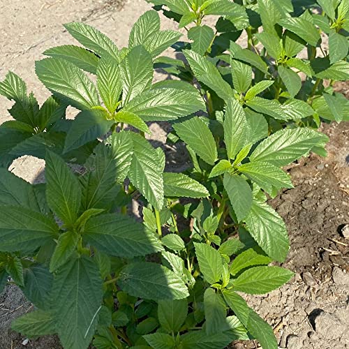 Kitazawa Seed Co Egyptian Spinach Seeds Molokhia 5 Lb Bulk ~1184000 Seeds