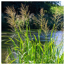 Everwilde Farms - 1 Lb Reed Manna Grass Native Grass Seeds - Gold Vault