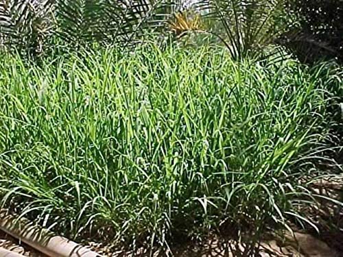 Hancock Seed Co. Rhodes Grass Seeds, 25 lbs.