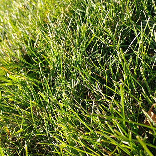 Mountain Valley Seed Co Cabin Grass Seed Mix 25 Lb Non-GMO Erosion Control