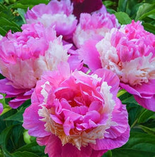 Votaniki Sorbet Peony Bulbs for Planting - Large Double Blooms Fragrance Peony | Easy to Grow, Attracts Pollinators - Perennial Flowering Peony Bulbs (12 Pack)