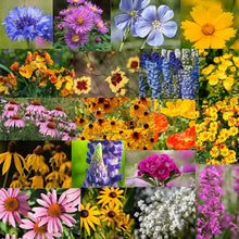 Mountain Valley Seed Co Midwestern Wildflower Seed 5 Lb 3 Million Seeds