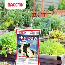 Michigan Peat Baccto 1640 Wholly Cow Horticultural Compost and Manure for Soil Amendment, Lawn Care, Garden Beds, and More, 40 Quart Bag (10 Pack)