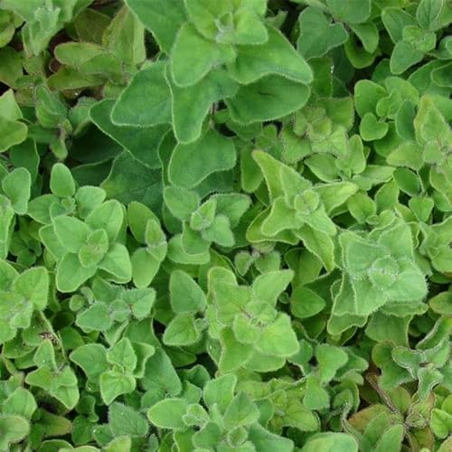 Mountain Valley Seed Co Greek Oregano Seed – 1 Lb 384,000 Seeds – Non-GMO