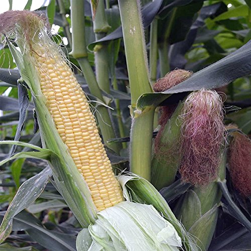 Mountain Valley Seed Co Honey Select Hybrid Triplesweet Corn Garden Seed