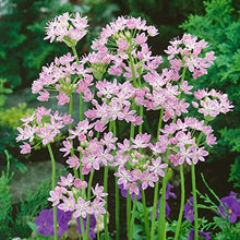 Votaniki Allium Roseum Bulbs - Long Lasting Blooms, Allium Roseum (Rosy Garlic) | Perennial Pink Flowering Allium Bulbs for Summer & Spring Gardens, Easy to Grow (500 Pack)