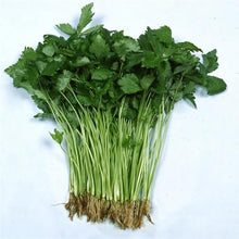 Kitazawa Seed Co Japanese Parsley Seed 1 Lb ~ 200,000 Seeds Heirloom