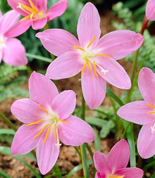 Votaniki Zephyranthes Robustus (Pink Rain Lily) XXL Top Size Bulbs — Hardy Perennial for Garden and Containers | Summer Blooming Pink Rain Lily, Easy-to-Grow (500 Pack)