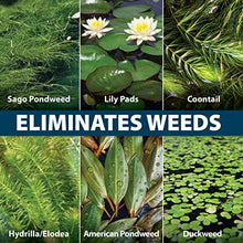 Airmax Wipeout Pond Weed Defense Herbicide & Aquatic Weed Control, 24 Ounce