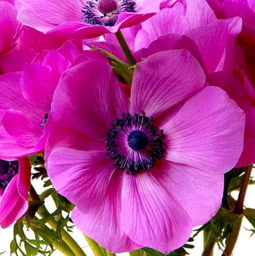 Votaniki Anemone De Caen Sylphide Bulbs - Pink Perennial Flowers (500 Pack)