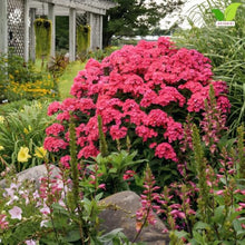 Votaniki Glamour Girl Tall Garden Phlox #1 Size Root, Hot Coral Pink Flowers, Dark Purple Stems, 32 Inch Summer Perennial for Sunny Borders, Pollinator and Cut Flower Gardens