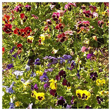 Everwilde Farms - 1 Lb Swiss Giants Pansy Mix Wildflower Seeds - Gold Vault