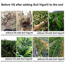 Water-Wise Gardening with Soil Vigor Fine Granules: Potassium Super Absorbent Polymer for Reduced Watering Needs and Enhanced Plant Care 20 Pounds (40, Pounds)