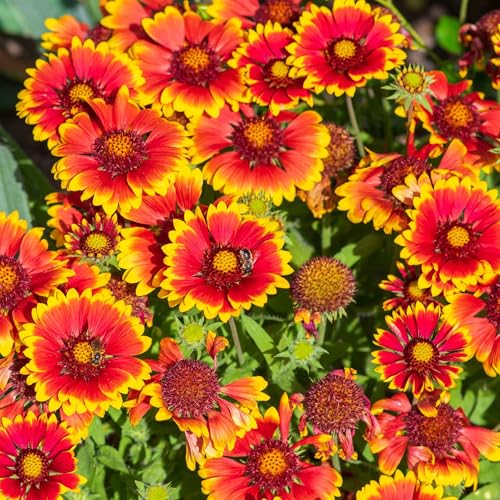 Eden Brothers Blanket Flower Seeds