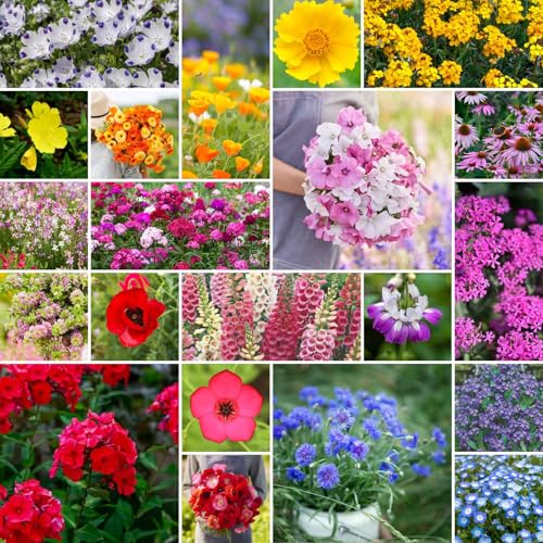 Eden Brothers Partial Shade Wildflower Mixed Seeds for Planting, 25 lb, 12,000,000+ Seeds with Sweet William, Foxglove | Attracts Pollinators, Plant in Spring or Fall, Zones 3, 4, 5, 6, 7, 8, 9, 10