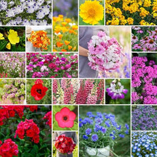Eden Brothers Partial Shade Wildflower Mixed Seeds for Planting, 25 lb, 12,000,000+ Seeds with Sweet William, Foxglove | Attracts Pollinators, Plant in Spring or Fall, Zones 3, 4, 5, 6, 7, 8, 9, 10