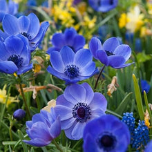 Votaniki Anemone Blue Poppy - Hardy Perennial, Long Lasting Blooms, Anemone Coronaria ‘Blue Poppy’ Bulbs | Spring Flowering Bulbs, Easy to Grow (250 Pack)