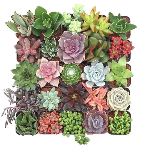 Variety Succulents Pack (100)