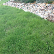 Outsidepride Xeriscape Native Prairie Grass Seed Mix – 25 lb. Perennial, Warm-Season, Cold & Drought-Tolerant, Fine Leaved, Dense Turf Grass Seeds for Lawn, Ground Cover & Arid Xeriscape Landscaping