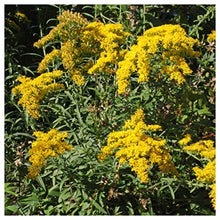 Everwilde Farms - 1 Lb Old Field Goldenrod Native Wildflower Seeds - Gold Vault