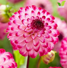 Votaniki Dahlia Little Robert #1 Size Tubers Pompon Flower Magenta Pink Blooms Summer to Fall Garden Plant for Borders Beds Containers Cut Flower Outdoor Full Sun Planting (Pack of 25)