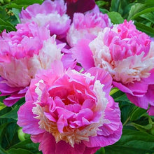 Votaniki Sorbet Peony Roots for Planting - Large Double Blooms & Fragrance Peony | 3-5 Eye XL Roots, for 5+ Gallon Pot, Easy to Grow - Perennial Flowering Peony Roots (25 Pack)