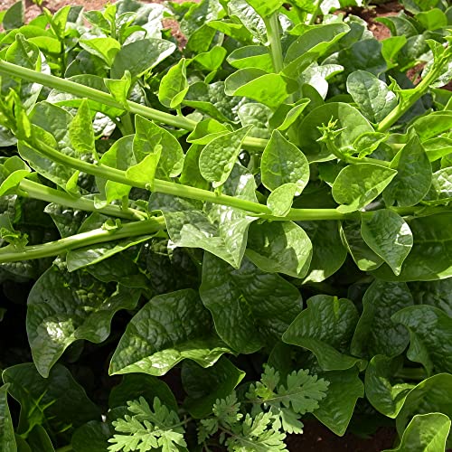 Kitazawa Seed Company Malabar Spinach Seeds Green Vines Supreme 5 Lb Non-GMO Heirloom