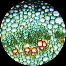 AmScope Digital Trinocular Microscope 40X-1600X with Camera and Software