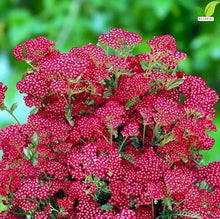 Votaniki Achillea Summerwine Yarrow Bare Root Perennial Wine Red Flowers Summer Blooming Drought Tolerant Plant for Garden Borders Cut Flower Outdoor Growing (Pack of 25)