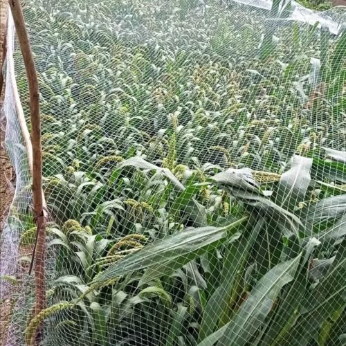 5 10 20 30 m Garden Plant Anti Bird Netting, Lightweight Tear Resistant Bird Netting for Blueberry Bushes, Strawberry Plants and Chicken Coop(49x82ft(15x25m))