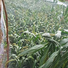 5 10 20 30 m Garden Plant Anti Bird Netting, Lightweight Tear Resistant Bird Netting for Blueberry Bushes, Strawberry Plants and Chicken Coop(65x82ft(20x25m))