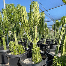 Cactus Outlet - Cactus Plants Live, Euphorbia Royaleana Live Cactus 36"+ - Rare Large Live Cactus - Landscape Ready Large Cactus Plant Live Delivered Right to Your Door
