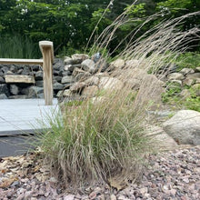Outsidepride Perennial Little Bluestem Grass Seed - 25 lbs. Warm Season, Drought Resistant, Long-Lived Native Prairie Grass Seed, Ideal for Erosion Control, Ornamental Landscaping & Wildlife Gardens